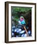 Lilac Breasted Roller, Tanzania-David Northcott-Framed Photographic Print