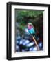 Lilac Breasted Roller, Tanzania-David Northcott-Framed Photographic Print