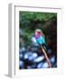 Lilac Breasted Roller, Tanzania-David Northcott-Framed Photographic Print