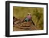 Lilac Breasted Roller-Martin Fowkes-Framed Giclee Print