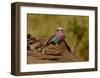 Lilac Breasted Roller-Martin Fowkes-Framed Giclee Print
