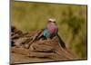 Lilac Breasted Roller-Martin Fowkes-Mounted Giclee Print