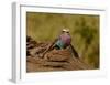 Lilac Breasted Roller-Martin Fowkes-Framed Giclee Print