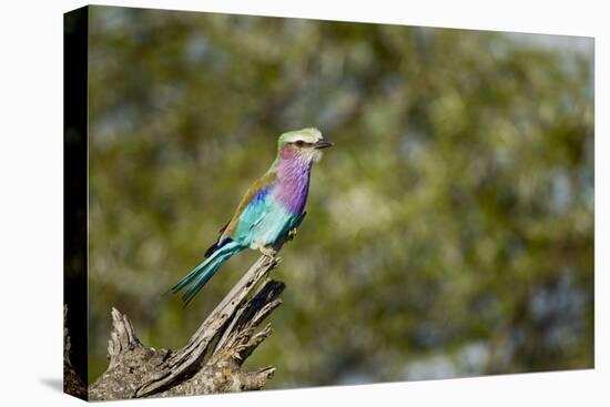 Lilac Breasted Roller-Michele Westmorland-Stretched Canvas