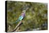 Lilac Breasted Roller-Michele Westmorland-Stretched Canvas