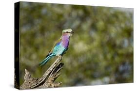 Lilac Breasted Roller-Michele Westmorland-Stretched Canvas