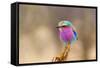 Lilac Breasted Roller-sekarb-Framed Stretched Canvas