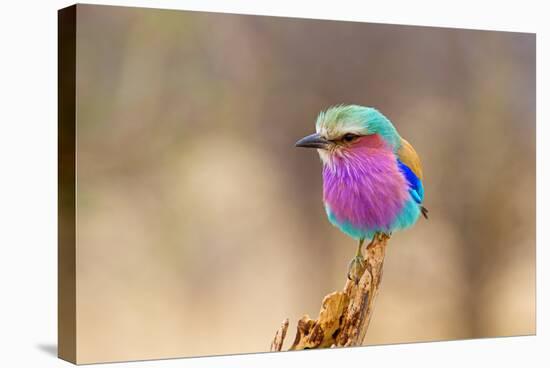 Lilac Breasted Roller-sekarb-Stretched Canvas