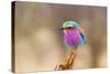 Lilac Breasted Roller-sekarb-Stretched Canvas