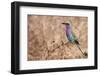 Lilac-Breasted Roller-Michele Westmorland-Framed Photographic Print