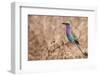 Lilac-Breasted Roller-Michele Westmorland-Framed Photographic Print