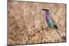 Lilac-Breasted Roller-Michele Westmorland-Mounted Photographic Print