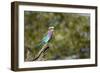 Lilac Breasted Roller-Michele Westmorland-Framed Photographic Print