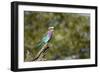 Lilac Breasted Roller-Michele Westmorland-Framed Photographic Print