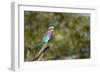 Lilac Breasted Roller-Michele Westmorland-Framed Photographic Print