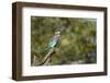 Lilac Breasted Roller-Michele Westmorland-Framed Photographic Print