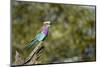 Lilac Breasted Roller-Michele Westmorland-Mounted Photographic Print