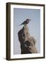 Lilac Breasted Roller-Michele Westmorland-Framed Photographic Print