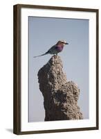 Lilac Breasted Roller-Michele Westmorland-Framed Photographic Print