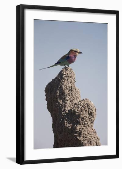 Lilac Breasted Roller-Michele Westmorland-Framed Photographic Print