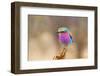 Lilac Breasted Roller-sekarb-Framed Photographic Print