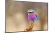 Lilac Breasted Roller-sekarb-Mounted Photographic Print