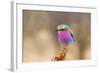 Lilac Breasted Roller-sekarb-Framed Photographic Print