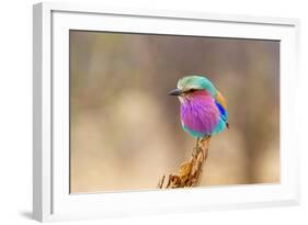 Lilac Breasted Roller-sekarb-Framed Photographic Print