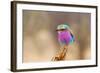 Lilac Breasted Roller-sekarb-Framed Photographic Print