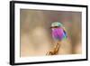 Lilac Breasted Roller-sekarb-Framed Photographic Print