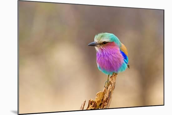 Lilac Breasted Roller-sekarb-Mounted Photographic Print