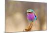 Lilac Breasted Roller-sekarb-Mounted Photographic Print