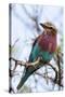 Lilac-Breated Roller on A Branch-Circumnavigation-Stretched Canvas