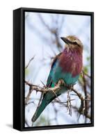 Lilac-Breated Roller on A Branch-Circumnavigation-Framed Stretched Canvas
