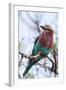 Lilac-Breated Roller on A Branch-Circumnavigation-Framed Photographic Print