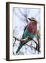 Lilac-Breated Roller on A Branch-Circumnavigation-Framed Photographic Print