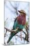 Lilac-Breated Roller on A Branch-Circumnavigation-Mounted Photographic Print