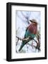 Lilac-Breated Roller on A Branch-Circumnavigation-Framed Photographic Print