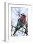 Lilac-Breated Roller on A Branch-Circumnavigation-Framed Photographic Print