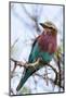 Lilac-Breated Roller on A Branch-Circumnavigation-Mounted Photographic Print