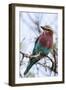 Lilac-Breated Roller on A Branch-Circumnavigation-Framed Photographic Print