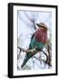 Lilac-Breated Roller on A Branch-Circumnavigation-Framed Photographic Print