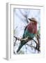 Lilac-Breated Roller on A Branch-Circumnavigation-Framed Photographic Print