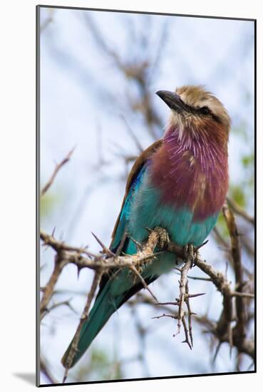 Lilac-Breated Roller on A Branch-Circumnavigation-Mounted Photographic Print