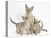 Lilac Burmese Mother Cat, Lily, and Two Kittens, 7 Weeks-Mark Taylor-Stretched Canvas