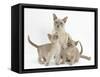 Lilac Burmese Mother Cat, Lily, and Two Kittens, 7 Weeks-Mark Taylor-Framed Stretched Canvas
