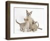 Lilac Burmese Mother Cat, Lily, and Two Kittens, 7 Weeks-Mark Taylor-Framed Photographic Print