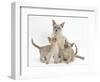 Lilac Burmese Mother Cat, Lily, and Two Kittens, 7 Weeks-Mark Taylor-Framed Photographic Print