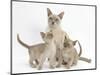 Lilac Burmese Mother Cat, Lily, and Two Kittens, 7 Weeks-Mark Taylor-Mounted Photographic Print