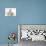 Lilac Burmese Mother Cat, Lily, and Two Kittens, 7 Weeks-Mark Taylor-Photographic Print displayed on a wall